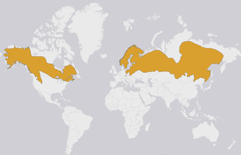 Moose / Elk Facts and Adaptations Alces alces